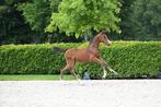 Belofte vol merrie veulen te koop, Dieren en Toebehoren, Merrie, Springpaard, Gechipt, 0 tot 2 jaar