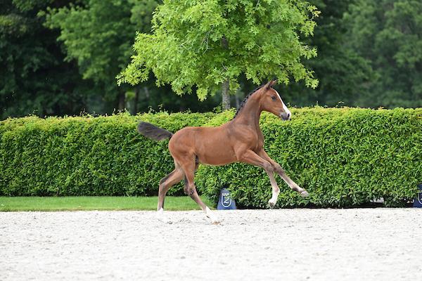 Belofte vol merrie veulen te koop, Dieren en Toebehoren, Paarden, Merrie, Onbeleerd, 170 tot 175 cm, 0 tot 2 jaar, Springpaard