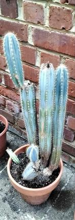 Zeer oude cactussen: 5 „stekels”, maximale hoogte 65 cm met, Huis en Inrichting, Kamerplanten, Ophalen, Cactus, In pot, Minder dan 100 cm