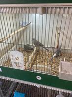 Diamantduifjes, Dieren en Toebehoren, Meerdere dieren