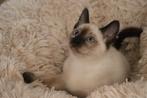 Traditionele (Thai) siamese kittens beschikbaar, Dieren en Toebehoren, Katten en Kittens | Raskatten | Korthaar, Meerdere dieren