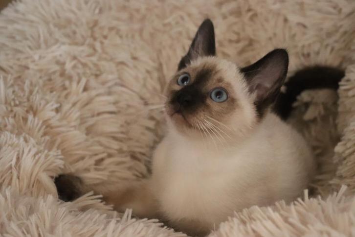 Traditionele (Thai) siamese kittens beschikbaar, Dieren en Toebehoren, Katten en Kittens | Raskatten | Korthaar, Meerdere dieren