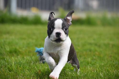 La nouvelle portée des chiots Boston Terrier est disponible, Animaux & Accessoires, Chiens | Jack Russell & Terriers, Plusieurs animaux