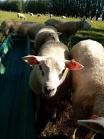 Mooie texel rammen en ooien te koop., Dieren en Toebehoren, Schapen, Geiten en Varkens, Meerdere dieren, Schaap, 0 tot 2 jaar