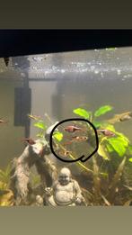 ENDLER GUPPY’S, Dieren en Toebehoren, Ophalen