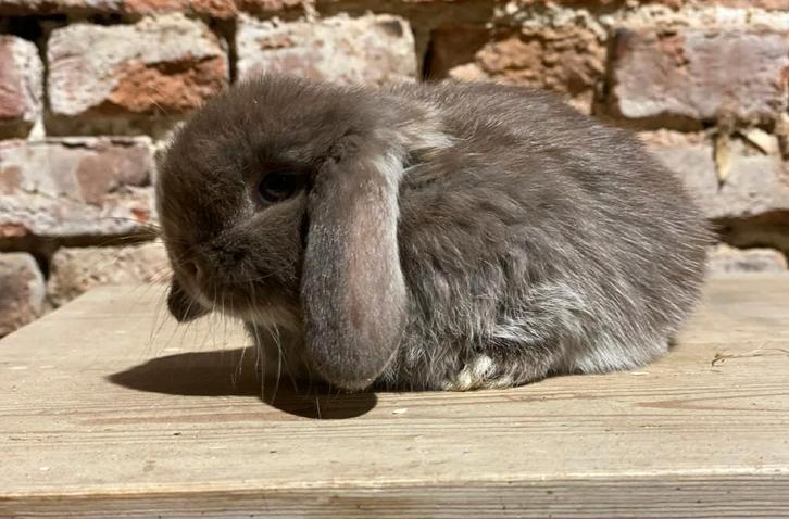 Minilop nestje (hangoor dwergkonijntjes), Dieren en Toebehoren, Konijnen, Dwerg, Meerdere dieren, 0 tot 2 jaar, Hangoor