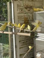 Waterslager kanaries, Dieren en Toebehoren, Zangkanarie