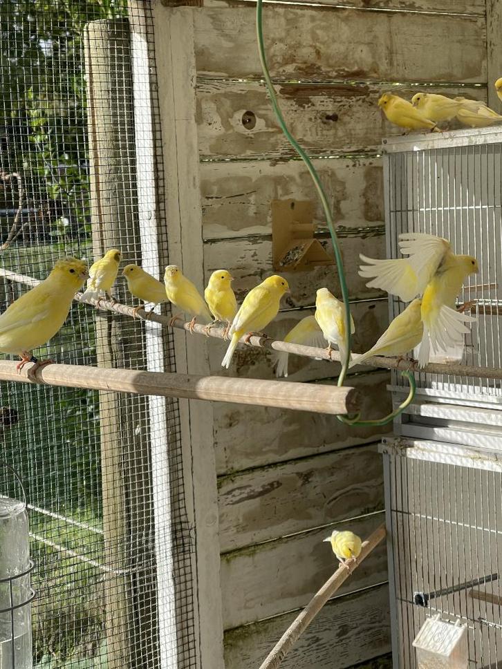 Waterslager kanaries, Animaux & Accessoires, Oiseaux | Canaris, Canari chanteur