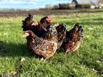 Wyandotte kriel kippen Roodporselein gesekst + ingeënt, Dieren en Toebehoren, Vrouwelijk, Kip