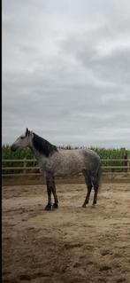 Knappe Lusitano merrie, Dieren en Toebehoren, Paarden, Merrie, Minder dan 160 cm, Gechipt, Dressuurpaard