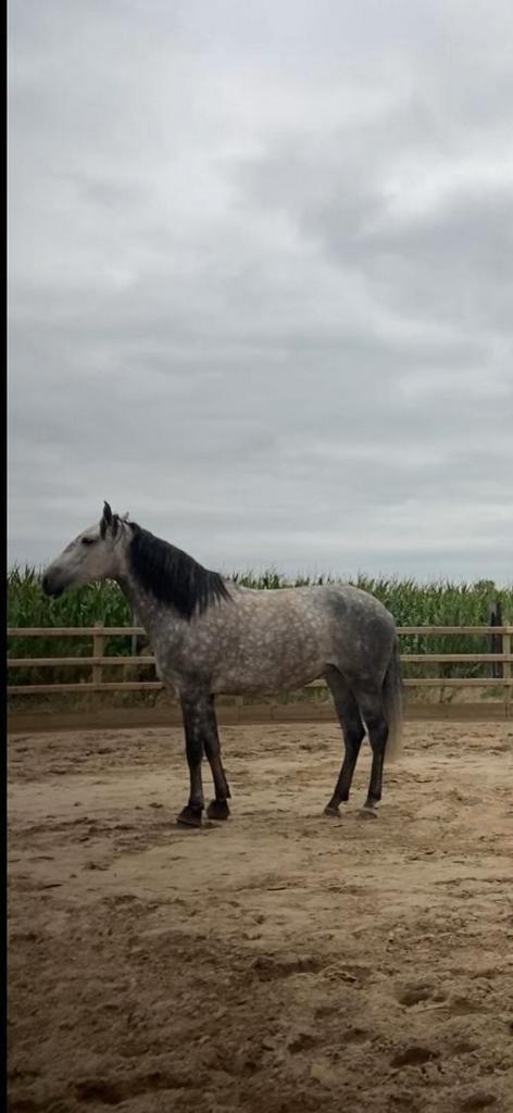 Knappe Lusitano merrie, Dieren en Toebehoren, Paarden, Merrie, L, Minder dan 160 cm, 7 tot 10 jaar, Dressuurpaard, Met stamboom