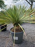 Yucca Rostrata - Palmlelie, Ophalen
