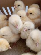 67 poussins ont 1 jour de vie avant leur éclosion le 25 juin, Poule ou poulet, Plusieurs animaux