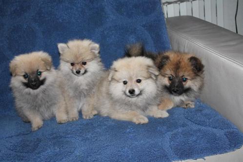 keeshond pups, Dieren en Toebehoren, Honden | Poolhonden, Keeshonden en Oertypen, Reu, Keeshond, Fokker | Hobbymatig, Meerdere