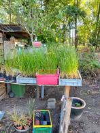 siergrassen - lampenpoetser, Tuin en Terras, Planten | Tuinplanten, Ophalen of Verzenden, Vaste plant, Siergrassen