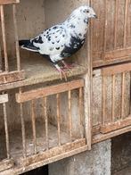 Pitrain doffer, Dieren en Toebehoren