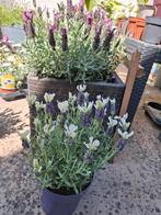 Lavendel paars wit, Ophalen of Verzenden