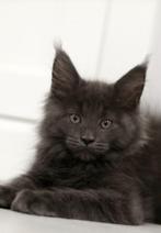 Maine Coon Kittens Blue HK nummer: 20108608, Dieren en Toebehoren, Ophalen of Verzenden