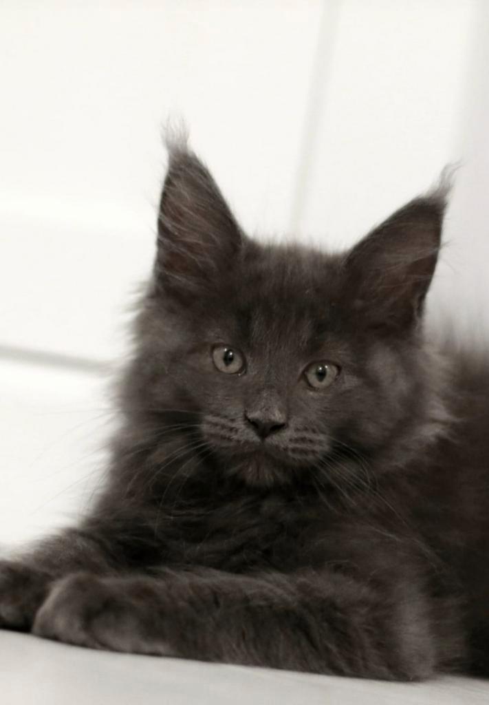 Maine Coon Kittens Blue HK nummer: 20108608, Dieren en Toebehoren, Katten-accessoires, Ophalen of Verzenden