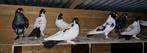 18 Turkse Kelebek duiven, Animaux & Accessoires, Oiseaux | Pigeons, Plusieurs animaux