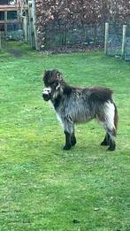 Zoek mini merrie max 70 cm volwassen, Dieren en Toebehoren