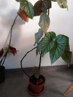 Bladbegonias, Huis en Inrichting, Ophalen