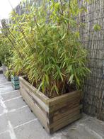 Bamboe met houten plantenbakken, Tuin en Terras, Planten | Tuinplanten, Vaste plant, Siergrassen, Ophalen, Bloeit niet