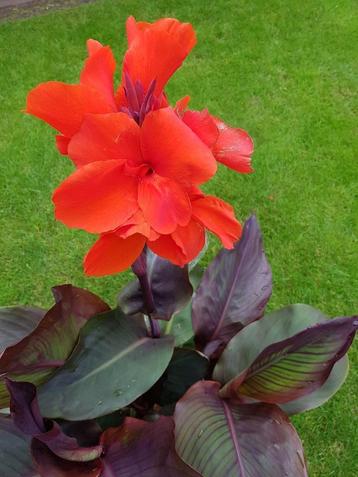 Mooie canna's, rood van kleur beschikbaar voor biedingen