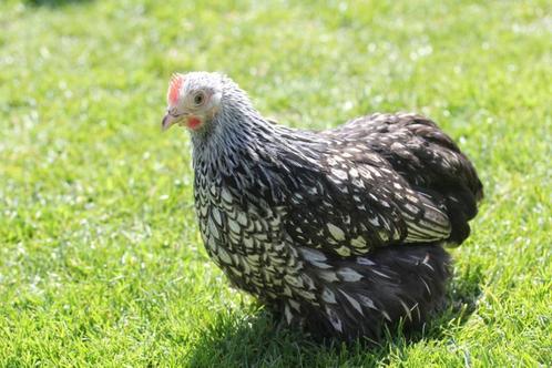 Cochinkriel hennen, Dieren en Toebehoren, Pluimvee