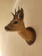 Genaturaliseerde hertenkop, Ophalen of Verzenden, Gebruikt, Overige soorten