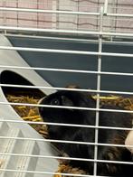 Cavia, Dieren en Toebehoren, Cavia, Geslacht onbekend, Tam, September