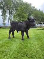 Dexter stierkalf, Dieren en Toebehoren