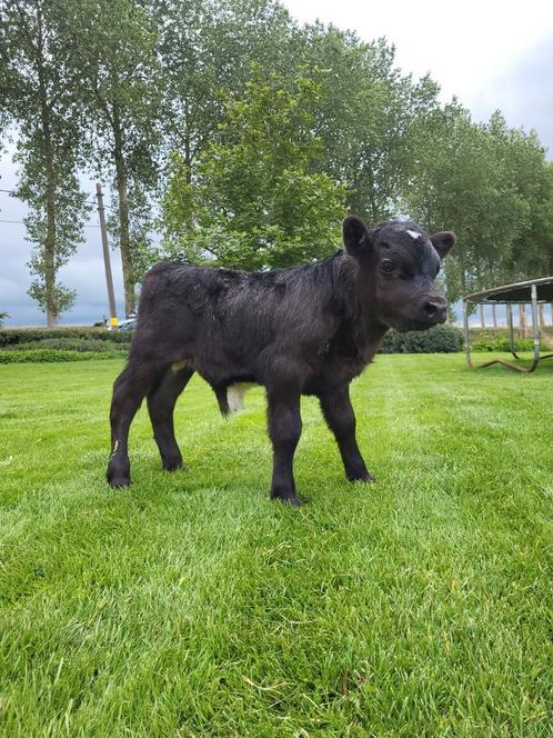 Dexter stierkalf, Dieren en Toebehoren, Runderen