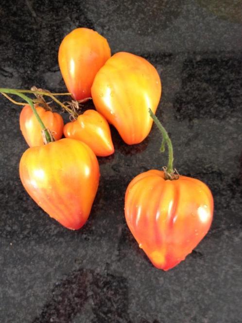 5 graines de tomate Orange Russe - cultivées biologiquement, Jardin & Terrasse, Bulbes & Semences, Graine, Printemps, Envoi