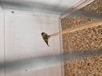 Mooie sijs man van 24, Dieren en Toebehoren, Vogels | Overige Vogels