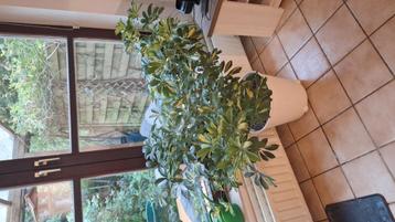 Nous recherchons plantes d'interieur a donner pour asbl. beschikbaar voor biedingen