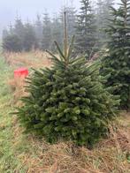 Grote kerstbomen verkoop, Tuin en Terras, Planten | Bomen, Ophalen