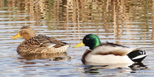 wilde eenden, Dieren en Toebehoren, Pluimvee, Eend, Meerdere dieren