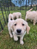 Des chiots Golden Retriever sociaux !, Golden retriever, 8 à 15 semaines, Plusieurs, Éleveur | Loisir