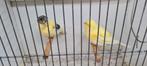 Glosters, Dieren en Toebehoren, Vogels | Kanaries