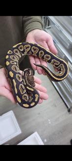Koningspython, Serpent, 3 à 6 ans