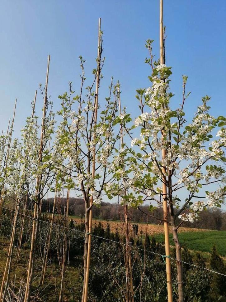 Sierpeer (Pyrus chanticleer) leiboom, sierboom, Tuin en Terras, Planten | Bomen, Leiboom, 250 tot 400 cm, Volle zon, Lente, Ophalen