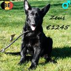 Zeus, Berger Allemand mâle (noir) chiot belge à vendre, Animaux & Accessoires, 15 semaines à 1 an, Commerçant, Chien (mâle), Un chien