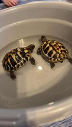2 griekse landschildpadjes, Dieren en Toebehoren, Schildpad, 0 tot 2 jaar