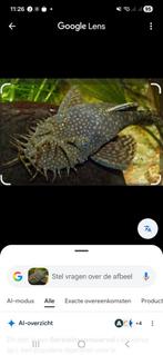 Ancistruss grote kweekgroep of losse koppels, Dieren en Toebehoren