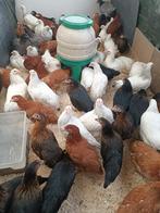 jonge kippen in 7 kleuren en rassen Volledige vaccinatie, Dieren en Toebehoren, Pluimvee, Kip, Vrouwelijk