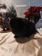 Konijnen, Dieren en Toebehoren