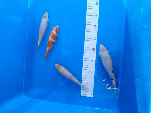 Tosai Japanse koi., Dieren en Toebehoren, Vissen | Vijvervissen