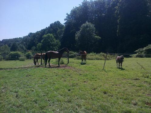 Paardenpension, Dieren en Toebehoren, Stalling en Weidegang, Stalling, Weidegang, 4 paarden of pony's of meer