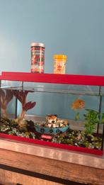 Poisson rouge avec son aquarium + nourriture, Animaux & Accessoires, Poissons | Aquariums & Accessoires, Enlèvement ou Envoi, Comme neuf